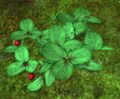 Thumbnail for version as of 07:05, 21 June 2016
