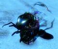 Thumbnail for version as of 02:58, 19 April 2022
