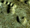 Thumbnail for version as of 02:25, 4 March 2013