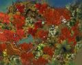 Thumbnail for version as of 12:31, 13 May 2026