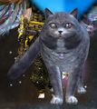 Thumbnail for version as of 06:29, 9 February 2020