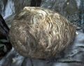 Thumbnail for version as of 09:47, 23 June 2022