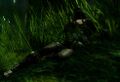 Thumbnail for version as of 21:05, 23 March 2022