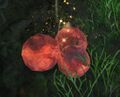 Thumbnail for version as of 20:11, 16 October 2016