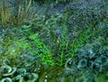 Thumbnail for version as of 16:55, 22 March 2013