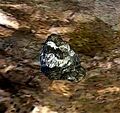 Thumbnail for version as of 03:04, 7 March 2013