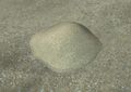 Thumbnail for version as of 13:52, 5 November 2025