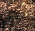Thumbnail for version as of 06:41, 30 July 2016