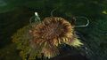 Thumbnail for version as of 23:58, 27 July 2022