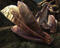 Thumbnail for version as of 09:30, 15 February 2022