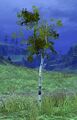 Thumbnail for version as of 22:42, 22 March 2013