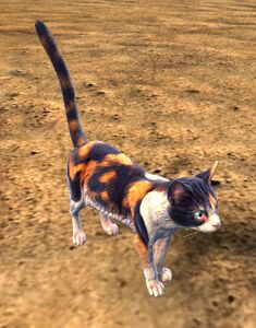 Calico Cat.jpg