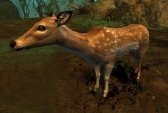 Doe (Whitland Flats).jpg