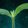Germinate Chili Peppers.png