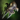 Mist Lord's Focus.png