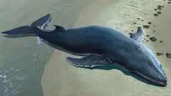 Beached Whale.jpg