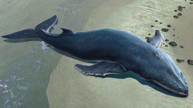 File:Beached Whale.jpg