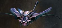 Bright Ringfin.jpg