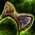 Furrocious Cat Ears.png