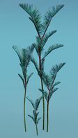 Island Fern (Varied).jpg