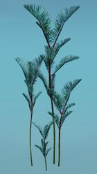 Island Fern (Varied).jpg