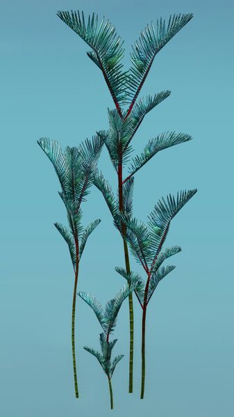 File:Island Fern (Varied).jpg