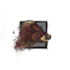 Boar