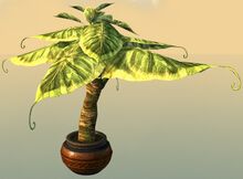 Potted Broad Paddlefrond.jpg