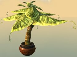 Potted Broad Paddlefrond.jpg