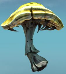 Squat Thorny Mushroom.jpg