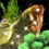 Celestial Rooster Harvesting Tool