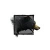 Black Bear