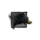 Juvenile Black Bear