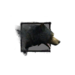 Juvenile Black Bear.png
