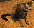 Scholar's Cleft Cat.jpg