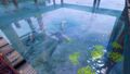 A school of Koi Fish who live around the dock