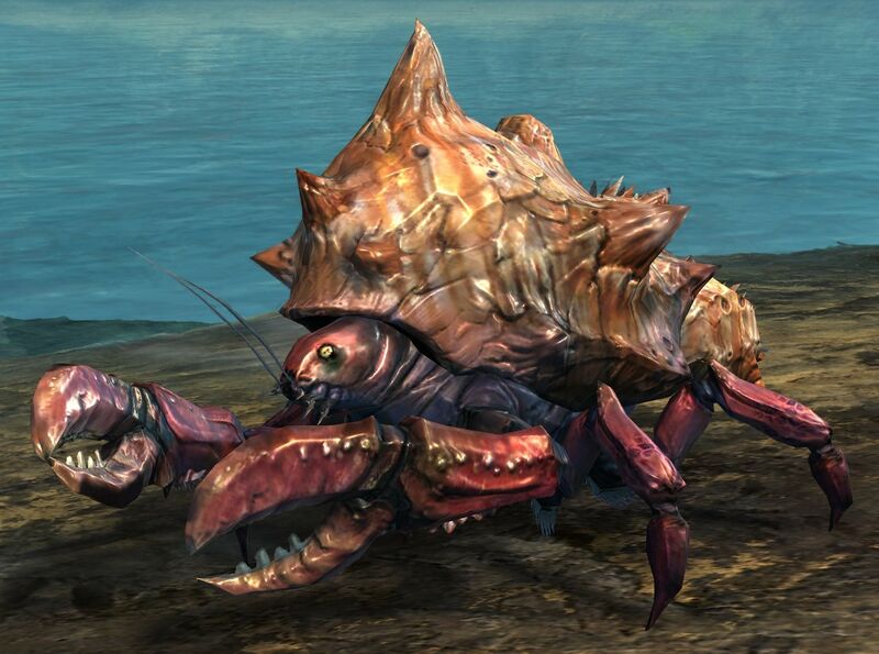 File:Hermit Crab.jpg