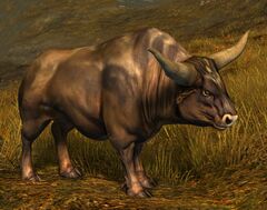 Irate Bull.jpg