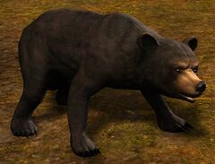 Black Bear (historical).jpg
