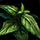 Basil Leaf.png