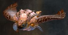 Shell Surfer Skimmer Skin.jpg