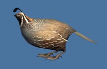 Mini Ascalonian Quail.jpg