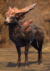 Rock Gazelle.jpg