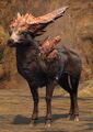 Rock Gazelle.jpg