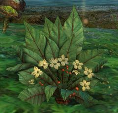 Special Plant.jpg