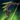 Nightmare Longbow.png
