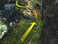 1(b). You can enter the cave from the left bank of the stream, but the ledge on the right is the entrance trigger point for the daily achievement.