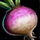 Turnip.png