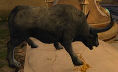 Bull (Exhibit).jpg