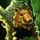 Crown of Urgoz.png